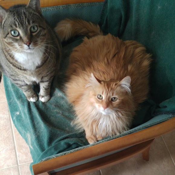 Meet your Posher, Christine - Picture 3 of 4